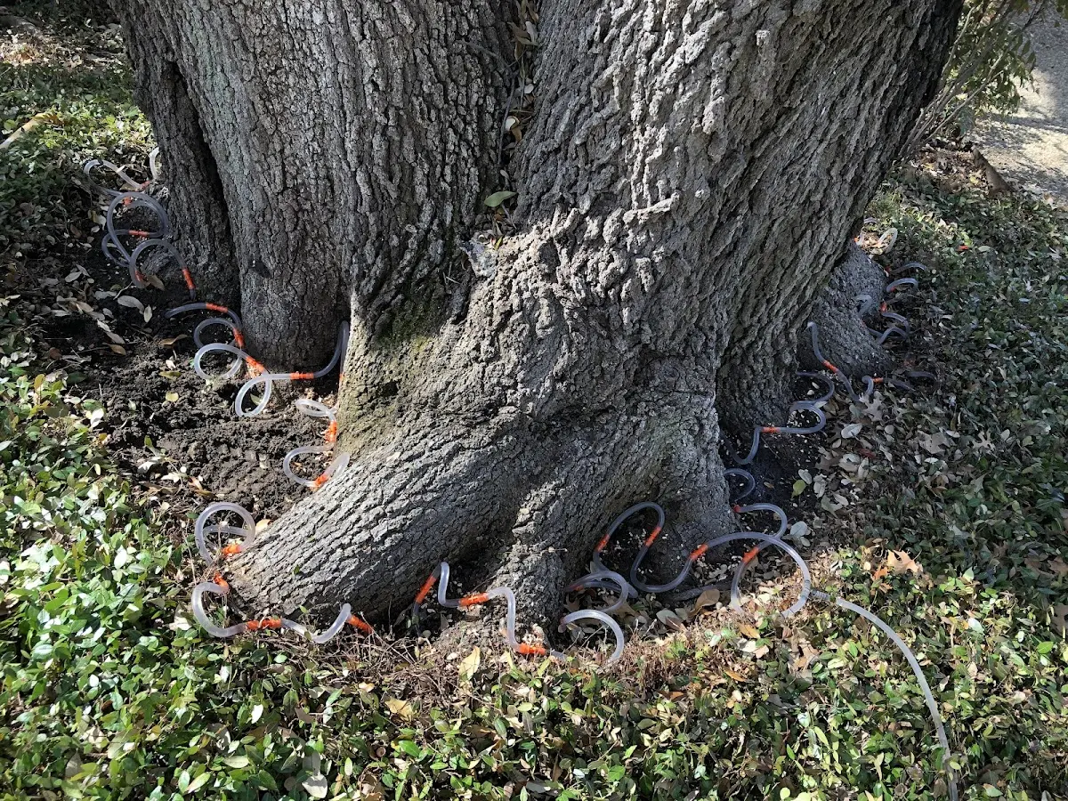 Detailed Tree Cabling and Bracing job site in Lambertville