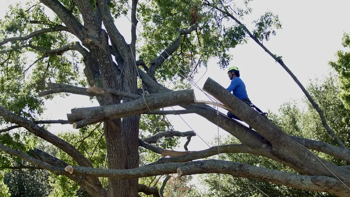 Professional Hazardous Tree Removal performed by certified arborists in Lambertville